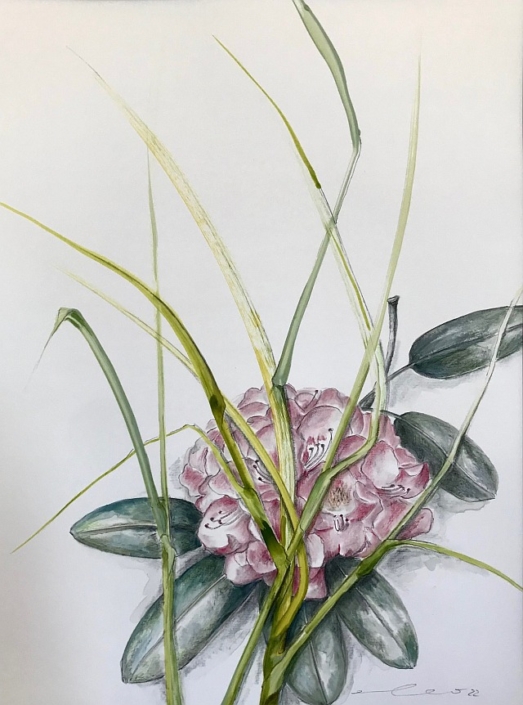 Rhododendronblüte_Erika Leo